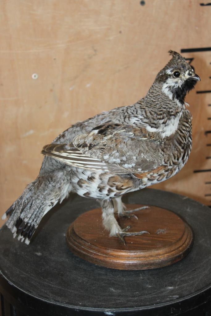 HAZEL GROUSE or HAZEL HEN on a Wood Plaque Base (1 of 6)