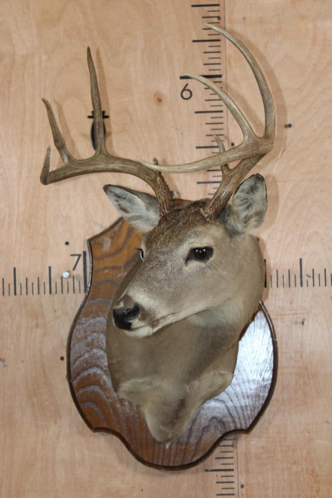 8-Point WHITETAIL DEER Shoulder Mount on a Wood Plaque (1 of 6)