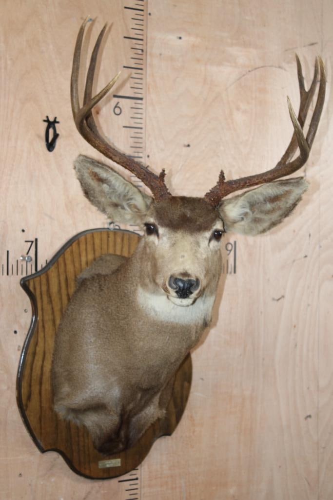 9-Point MULE DEER Shoulder Mount on a Wood Plaque (1 of 7)