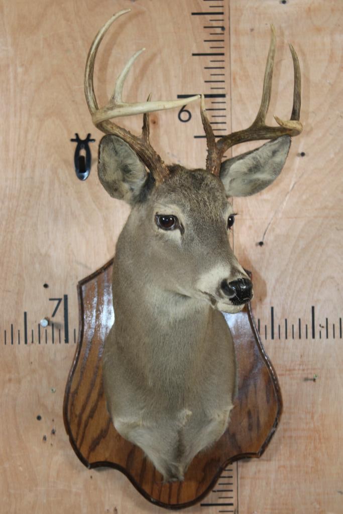 8-Point WHITETAIL DEER Shoulder Mount on a Wood Plaque (1 of 5)