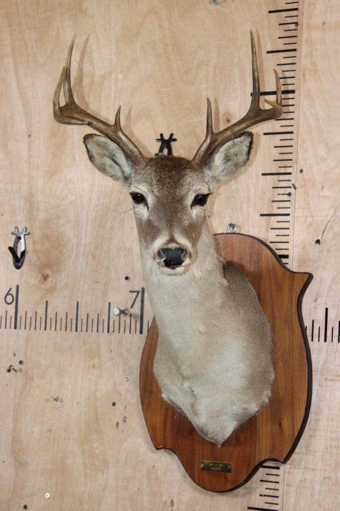 8-Point WHITETAIL DEER Shoulder Mount on a Wood Plaque: 8-Point WHITETAIL DEER Shoulder Mount with a 14 3/8" Spread. It was "Taken" in 1965. It is mounted on a Wood Plaque and has nose damage. TAXIDERMY 