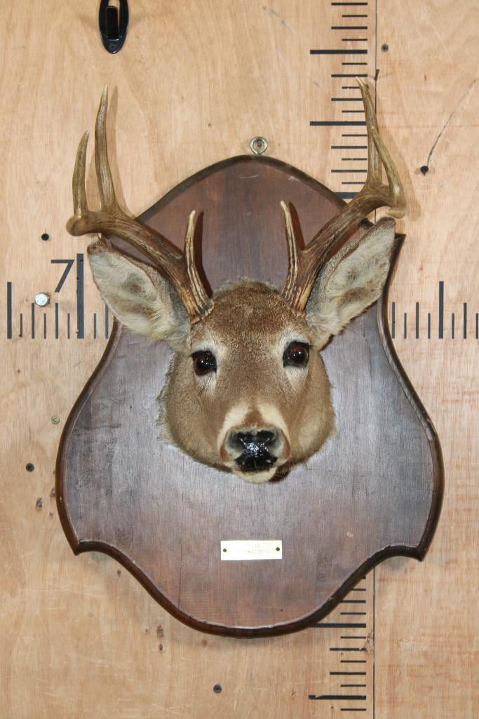 Vintage 8-Point WHITETAIL DEER Head on a Wood Plaque: Vintage 8-Point WHITETAIL DEER Head with a 12 3/8" Spread. It was "Taken" in 1969 and is mounted on a Wood Plaque. It is in Good Condition for its age. TAXIDERMY 