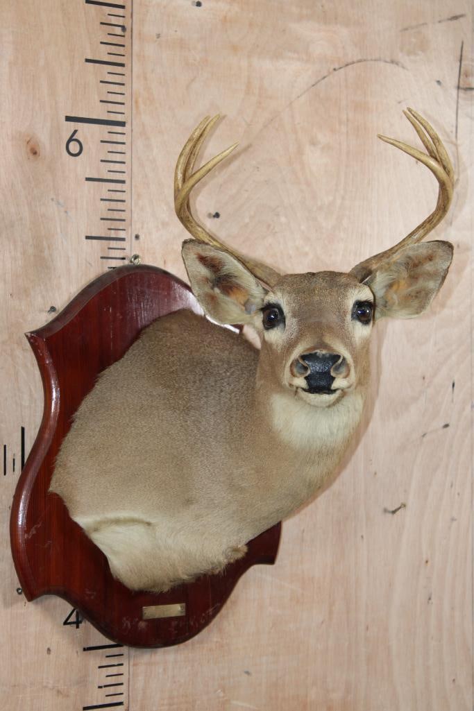 Vintage "Taken 1955" 6-Point WHITETAIL DEER Shoulder Mount (1 of 7)