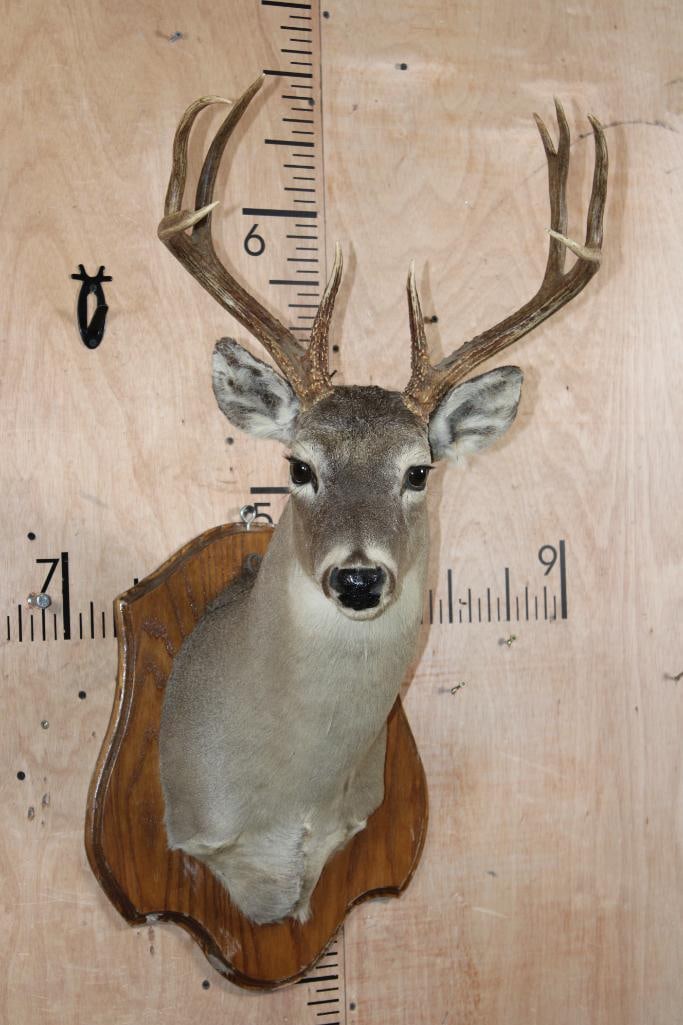 9-Point WHITETAIL DEER Shoulder Mount on a Wood Plaque (1 of 8)