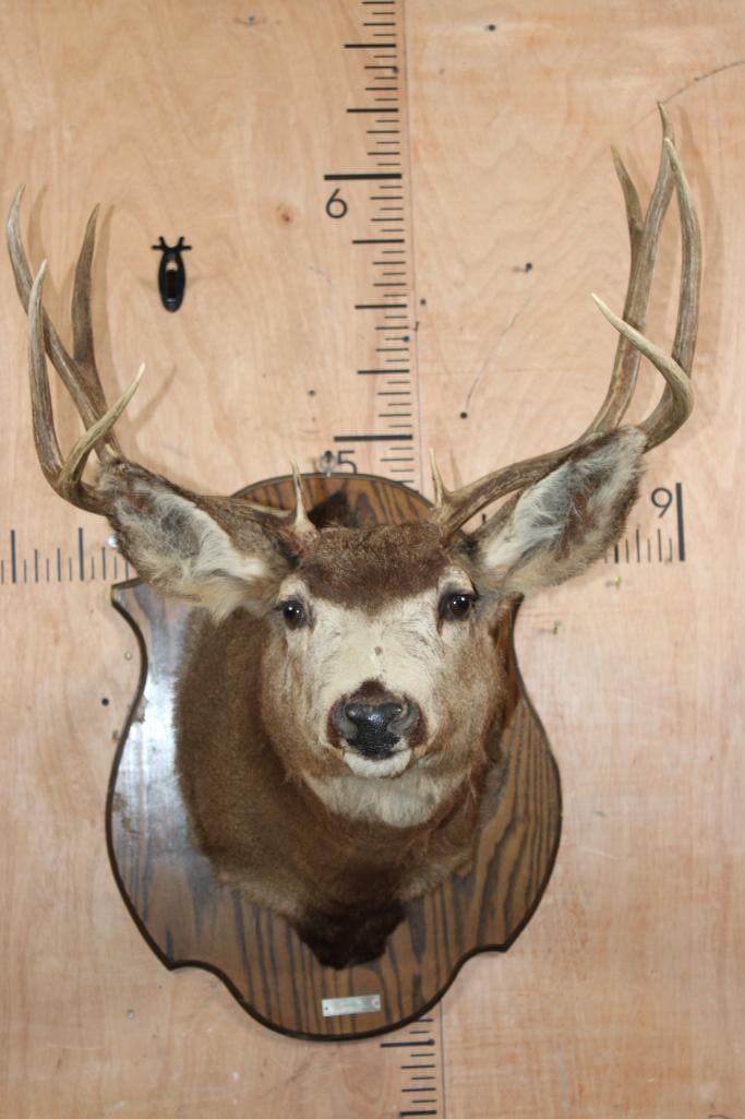 10-Point MULE DEER "Sneak Pose" Shoulder Mount on a Wood Plaque (1 of 8)