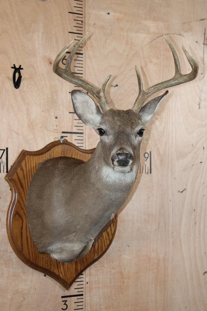 8-Point WHITETAIL DEER Shoulder Mount on a Wood Plaque (1 of 6)