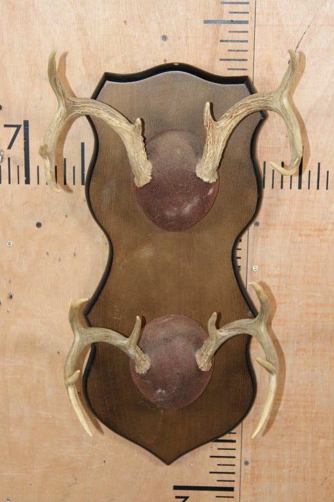 2 WHITETAIL DEER Racks on a Wood Plaque (1 of 3)