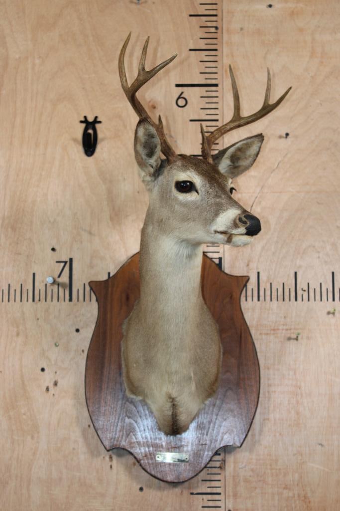 8-Point WHITETAIL DEER Shoulder Mount on a Wood Plaque (1 of 6)