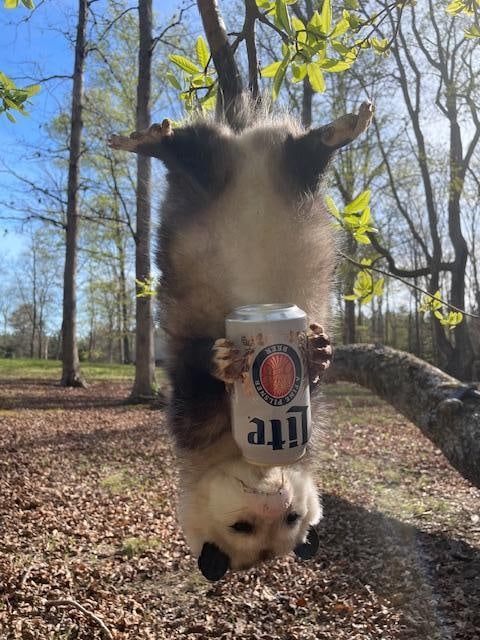 *New* Life-sized Beer Drinking POSSUM or OPOSSUM Hanging Upside Down by its Tail: *New* Life-sized Beer Drinking POSSUM or OPOSSUM Hanging Upside Down by its Tail. It measures 25.5" Long. This is adorable for log cabin or home bar or shop decor. TAXIDERMY 