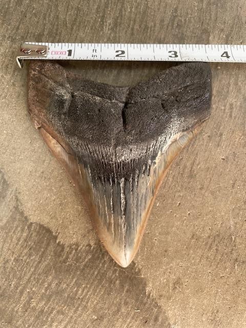 XXL MEGALODON SHARK Tooth Fossil - 2