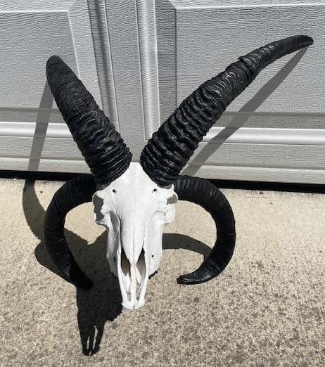 4 Horned JACOB'S SHEEP Skull (1 of 5)