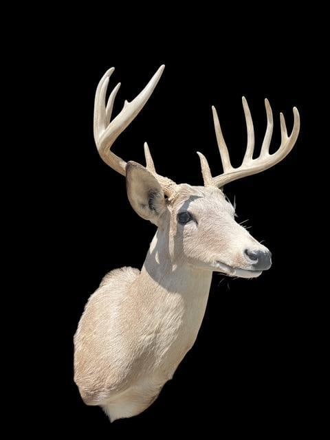 Pale East Texas 11-Point WHITETAIL DEER Shoulder Mount (1 of 5)