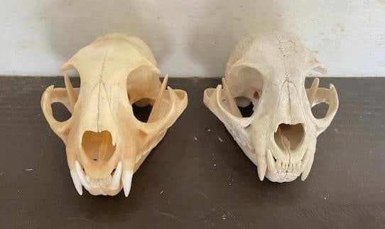 (1) BOBCAT Full Skull and (1) ALASKAN LYNX Full Skull: 2 Full Skulls with All their Teeth! There is a BOBCAT Skull that measures 5.25" Long and an ALASKAN LYNX Skull that measures 4.5" Long. These are great taxidermy specimens for science or display.