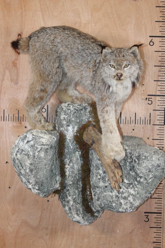 Life-sized LYNX on a Rocky Wall Hanging Base (1 of 7)