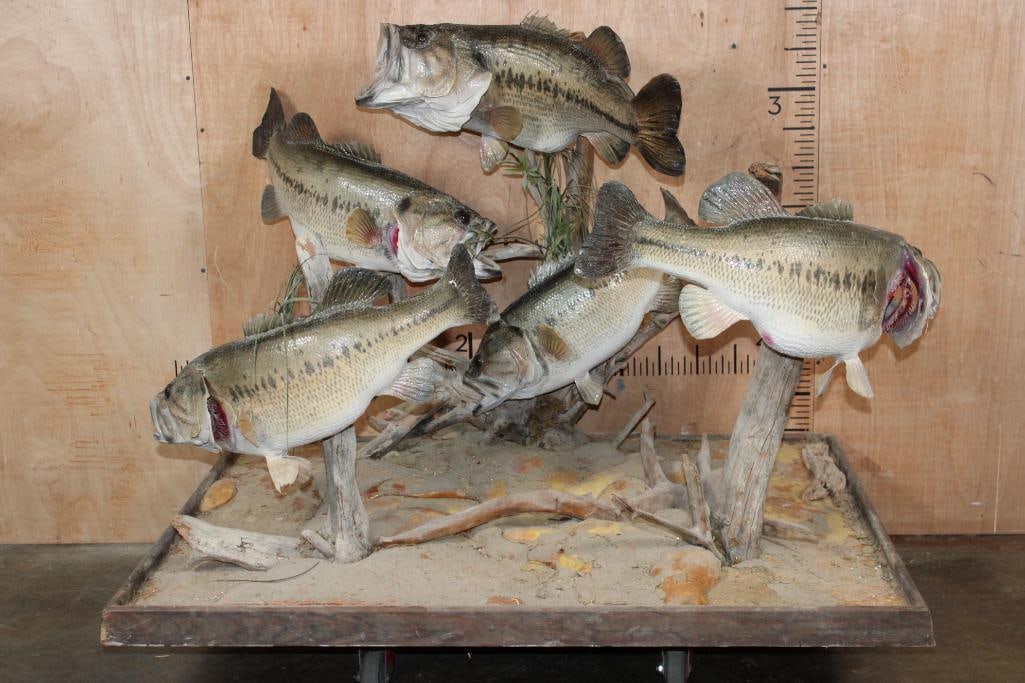 5 *Real Skin* Big BLACK BASS on a Wood and Driftwood Base: 5 *Real Skin* Big BLACK BASS. When caught they weighed 15.8 lbs, 14 lbs, 11 lbs, and (2) 10 lb. They are mounted on a Wood and Driftwood Base, the Total Mount measures 49" Long x 37" Wide x 37" Tall. 