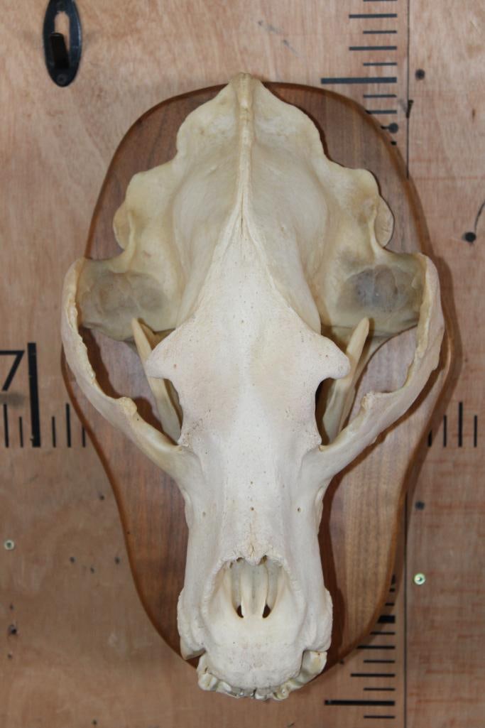 Massive XXL A-Grade BROWN BEAR Skull on a Wood Plaque (1 of 7)