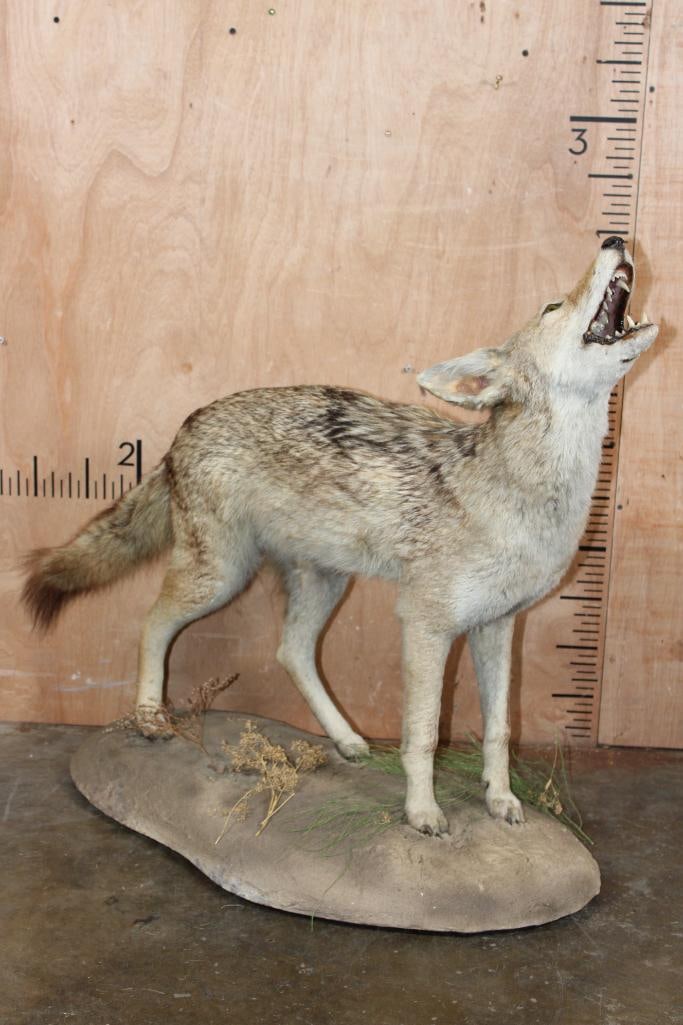 Life-sized "Howling" COYOTE on a Natural Base: Nice and Clean Life-sized "Howling" COYOTE. It is mounted on a Natural Base, the Total Mount measures 34" Long x 17" Wide x 32.25" Tall. It is in Good Condition. TAXIDERMY 