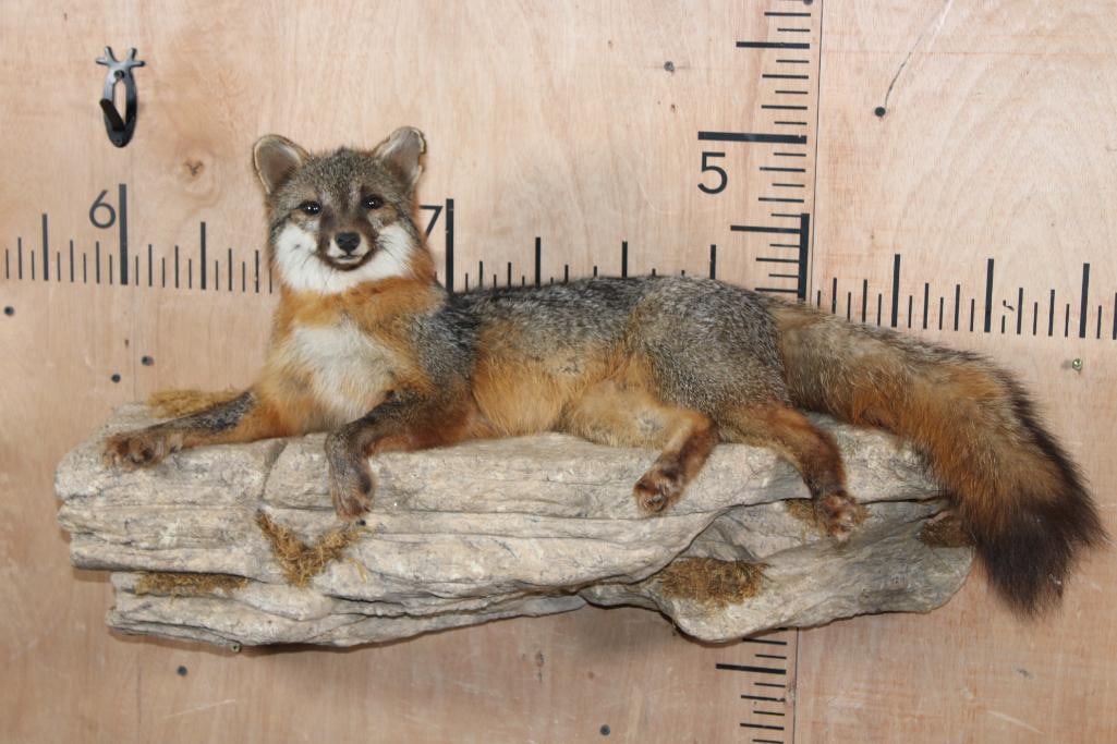 Life-sized Laying GREY FOX on a Rock Wall Hanging Base: Very Nice, Newer, and Clean Life-sized Laying GREY FOX. It is mounted on a simulated Rock Wall Hanging Base and measures 36" Long x 18" Tall x 12" Depth. It is in Very Good Condition. TAXIDERMY 