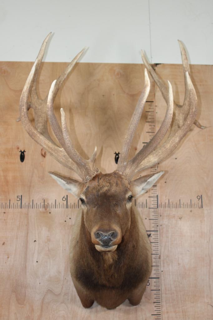 XXL 19-Point ELK Shoulder Mount with Massive Brow Tines: Very Nice, Clean, and Newer XXL 19-Point ELK Shoulder Mount with Massive Brow Tines. It has a 50.5" Spread and is in Very Good Condition. TAXIDERMY 