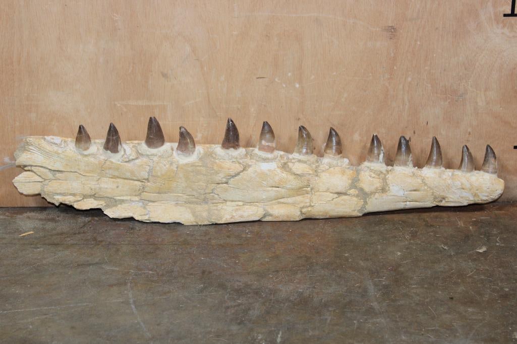 XXL Fossilized MOSASAUR Jaw Section with 13 Fully Rooted Teeth: XXL Fossilized MOSASAUR Jaw Section with 13 Fully Rooted Teeth. This is an awesome specimen from Morocco that measures 26" Long x 5 5/8" Wide x 2" Thick. The Total Weight is 4 lbs 4 oz. Mosasaurs