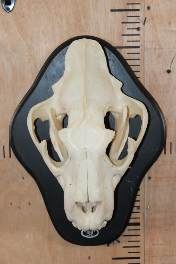 *TEXAS RESIDENTS ONLY* Big AFRICAN LION Skull on a Black Wood Black: *TEXAS RESIDENTS ONLY*! Very Nice and Clean AFRICAN LION Skull. The Lion Skull measures 15 1/8" Long x 9.5" Wide. It has All its Teeth and Huge Canines. It is mounted on a painted black Wood Plaque.