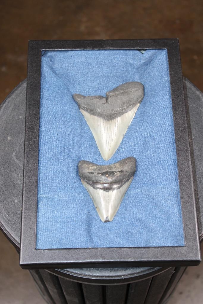 2 MEGALODON SHARK TEETH Fossils in a Display Case: 2 MEGALODON SHARK TEETH Fossils in a Display Case. The XL Tooth measures 4.75" from the corner to the tip and Weighs 7 oz. The Large Meg Tooth measures 3 5/8" from the corner to the tip and Weighs