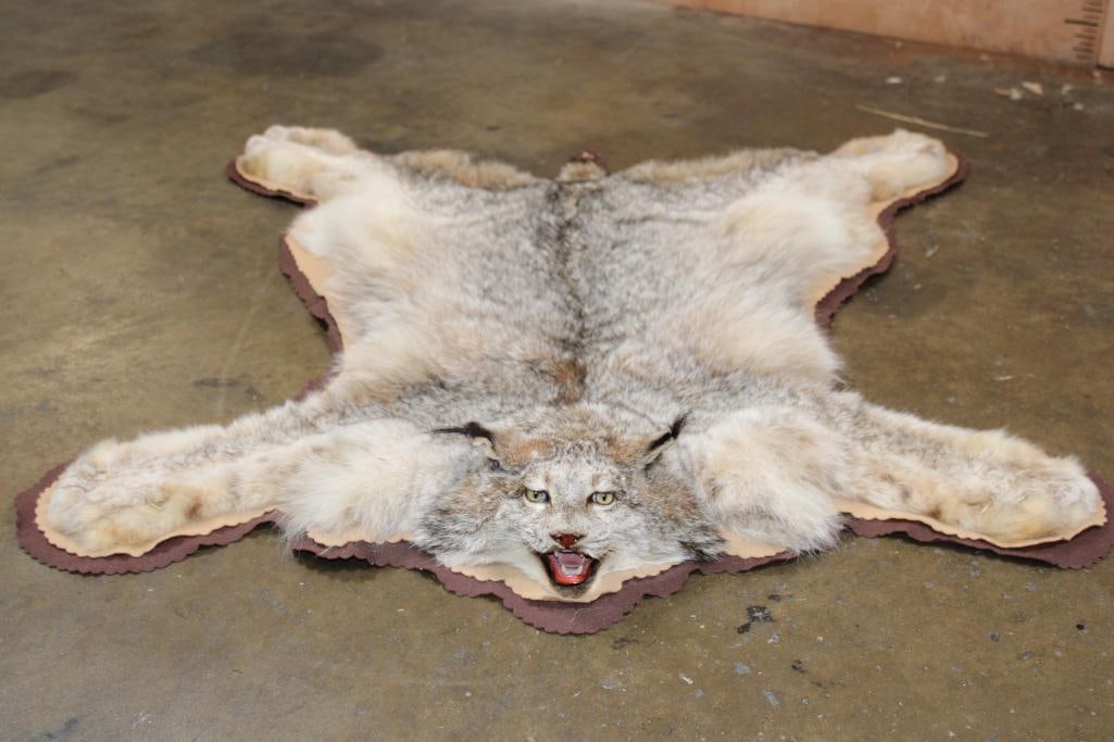 Double Felted LYNX HIDE or LYNX RUG with its Mounted Head: Double Felted LYNX HIDE or LYNX RUG. It is mounted with its Head, Paws, and Claws. It measures 47" Long x 46" Wide and is in Very Good Condition. TAXIDERMY RUGS 