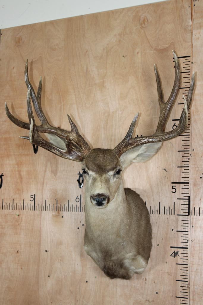 XXL MULE DEER Shoulder Mount with 3rd Main Beam: Incredible and Very Nice and Clean XXL MULE DEER Shoulder Mount with 3rd Main Beam. It has a 32 1/8" Spread and is in Very Good Condition. TAXIDERMY 