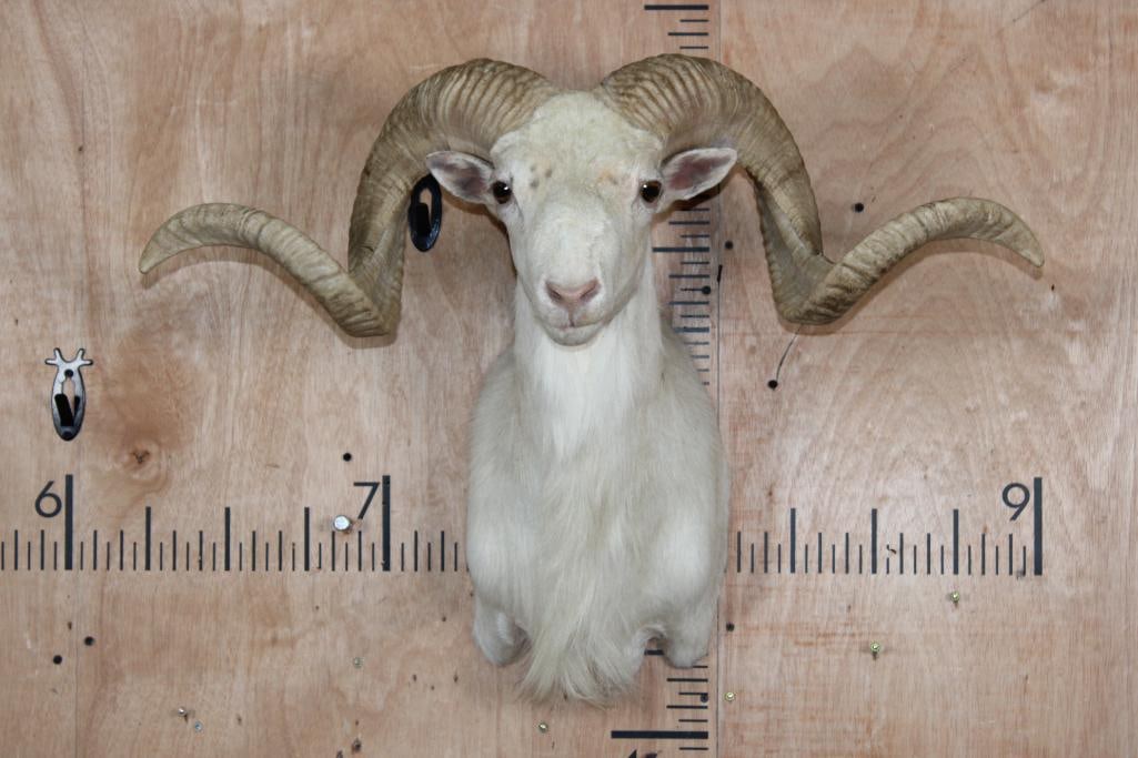 TEXAS DALL SHEEP Shoulder Mount: Very Nice, Clean, and Newer TEXAS DALL SHEEP Shoulder Mount. The Left Horn measures 31.5" Long and the Right Horn measures 31.75" Long. It has a 30" Spread and is in Very Good Condition.