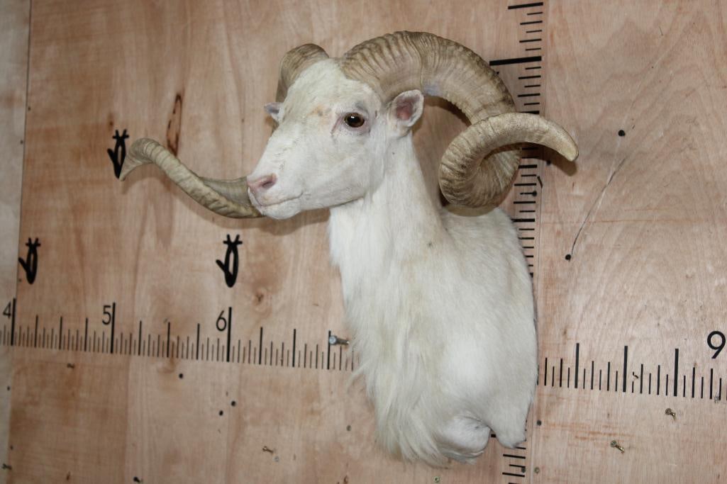 TEXAS DALL SHEEP Shoulder Mount - 2