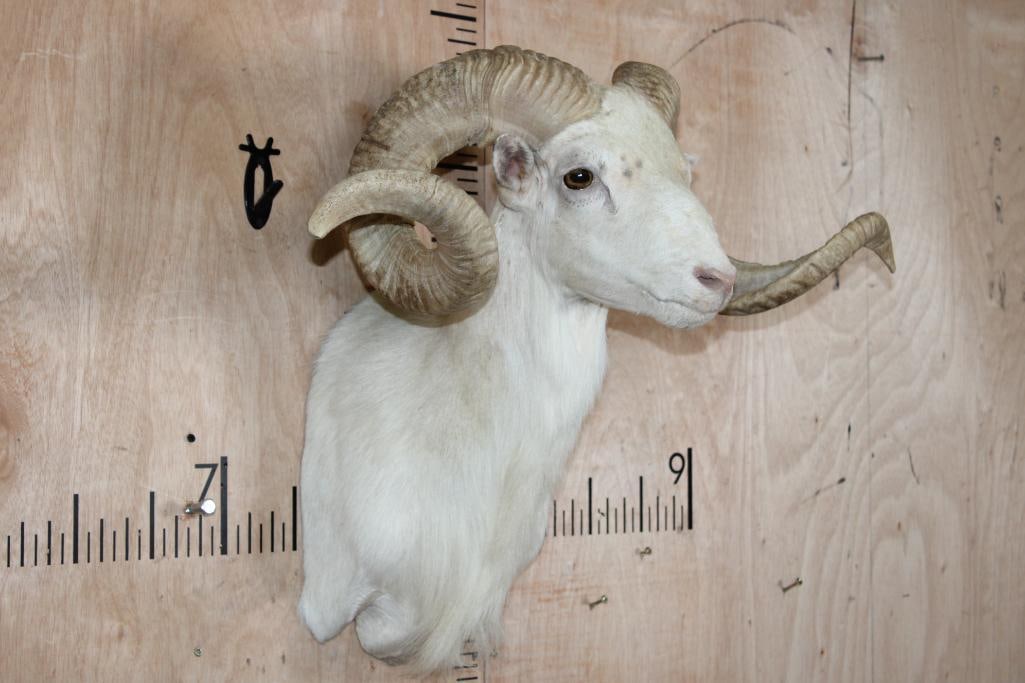 TEXAS DALL SHEEP Shoulder Mount - 3