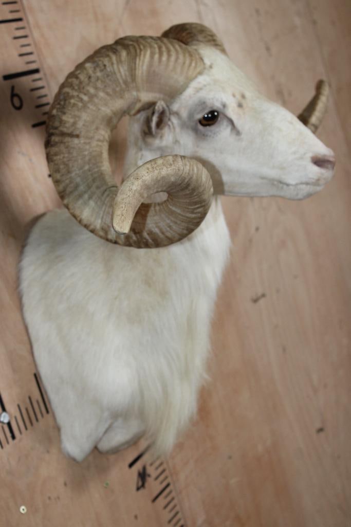 TEXAS DALL SHEEP Shoulder Mount - 4