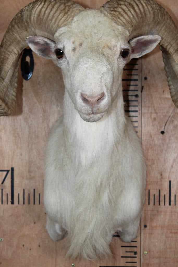 TEXAS DALL SHEEP Shoulder Mount - 5