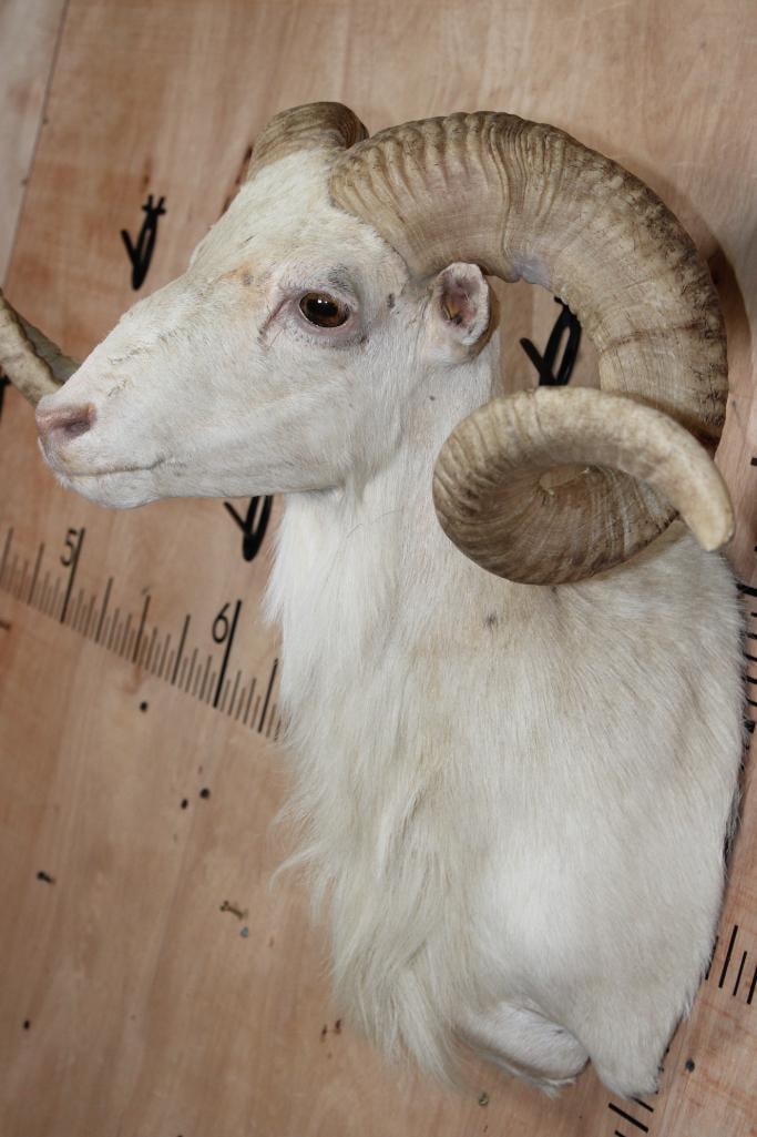 TEXAS DALL SHEEP Shoulder Mount - 6