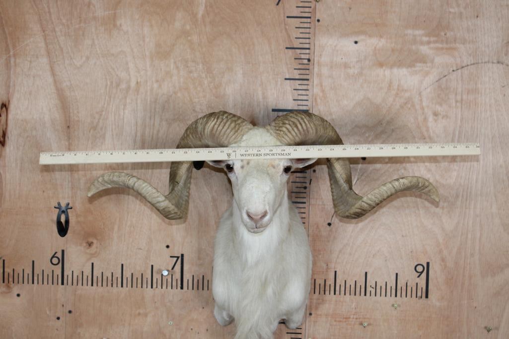 TEXAS DALL SHEEP Shoulder Mount - 7