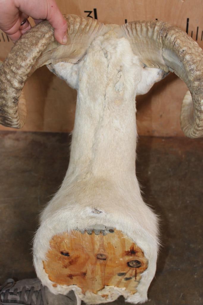 TEXAS DALL SHEEP Shoulder Mount - 8