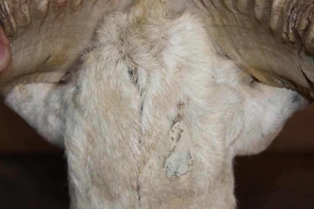 TEXAS DALL SHEEP Shoulder Mount - 9
