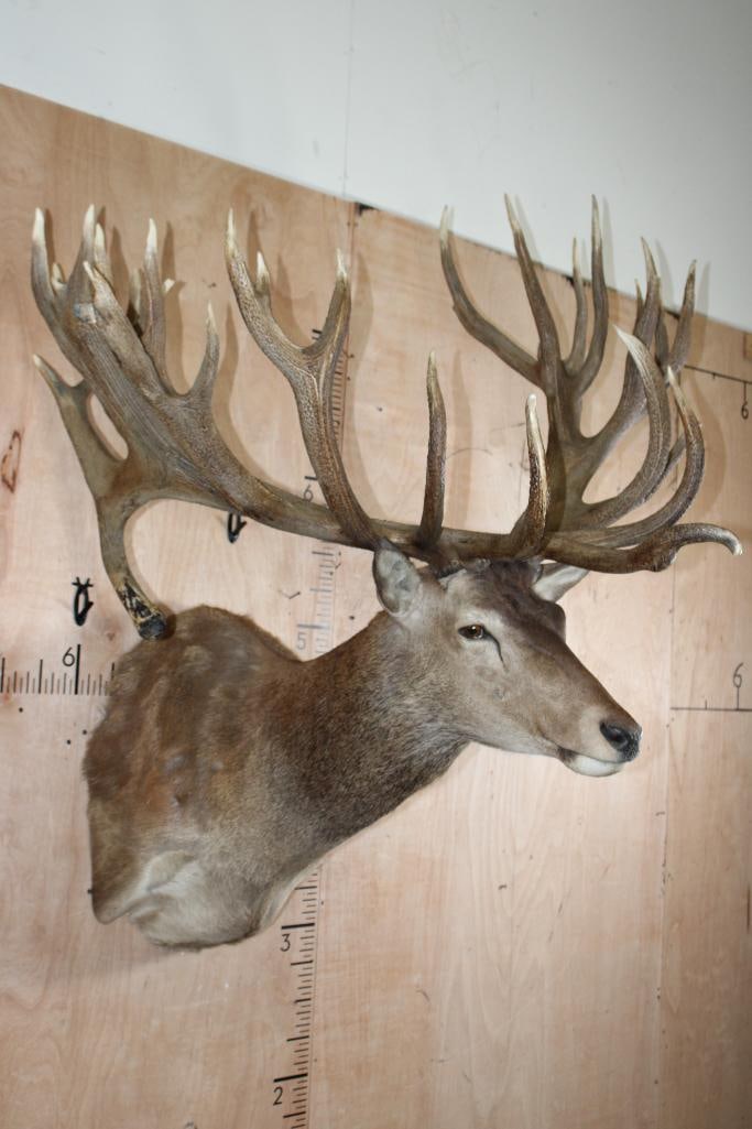 Absolutely Massive 31-Point RED STAG Shoulder Mount with a Big Drop Tine: Absolutely Massive Very Nice, Clean, and Newer 31-Point RED STAG Shoulder Mount with a BIG Drop Tine. It has a 53" Spread and is in Very Good Condition. This may be the Biggest we've seen!