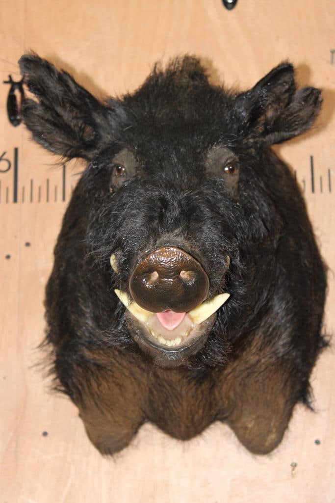 WILD HOG or BOAR Shoulder Mount: Very Nice, Clean, and Newer WILD HOG or BOAR Shoulder Mount. It is in Very Good Condition. TAXIDERMY 