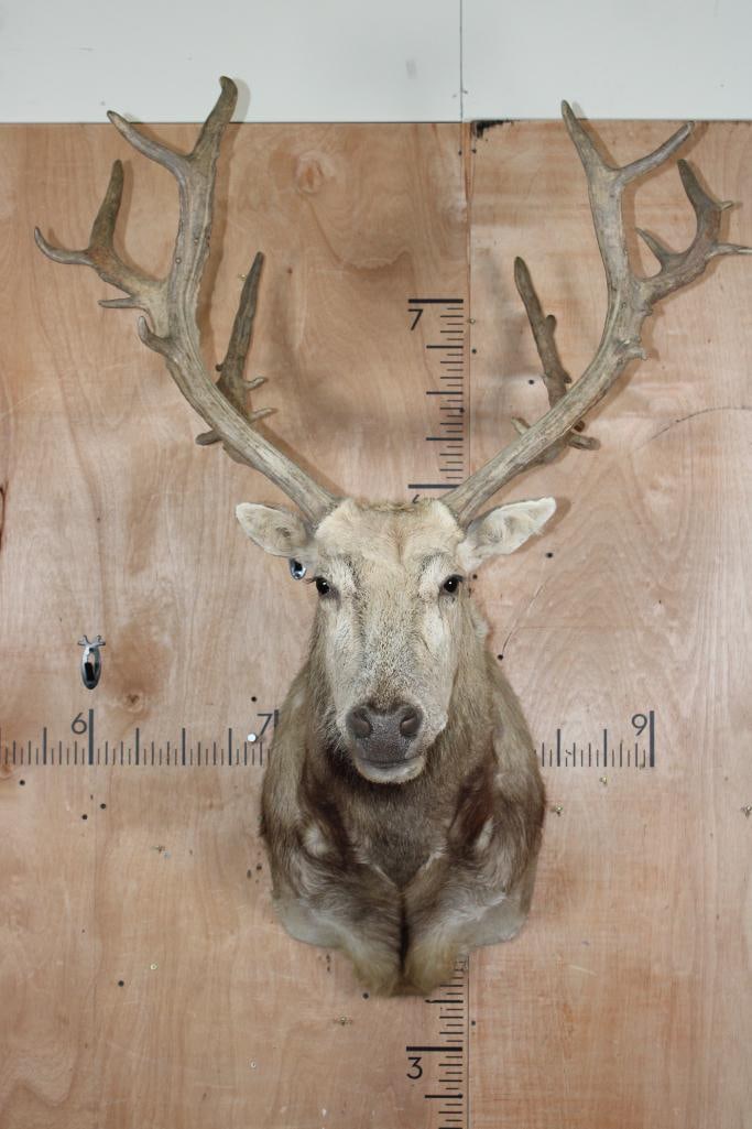 27-Point PERE DAVID'S DEER Shoulder Mount: 27-Point PERE DAVID'S DEER Shoulder Mount. It has a 38.25" Spread and is in Good Condition. TAXIDERMY 