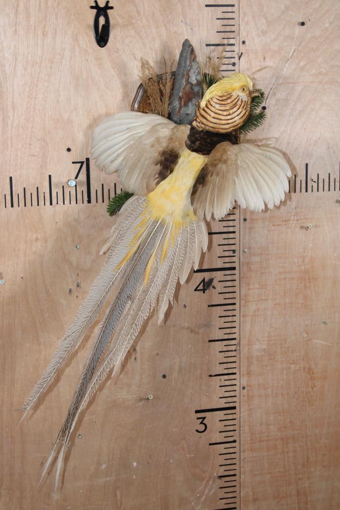 Flying GOLDEN PHEASANT: *Rare Platinum Color Variation* Life-sized Flying GOLDEN PHEASANT. It is Very Nice and in Very Good Condition. TAXIDERMY BIRDS 