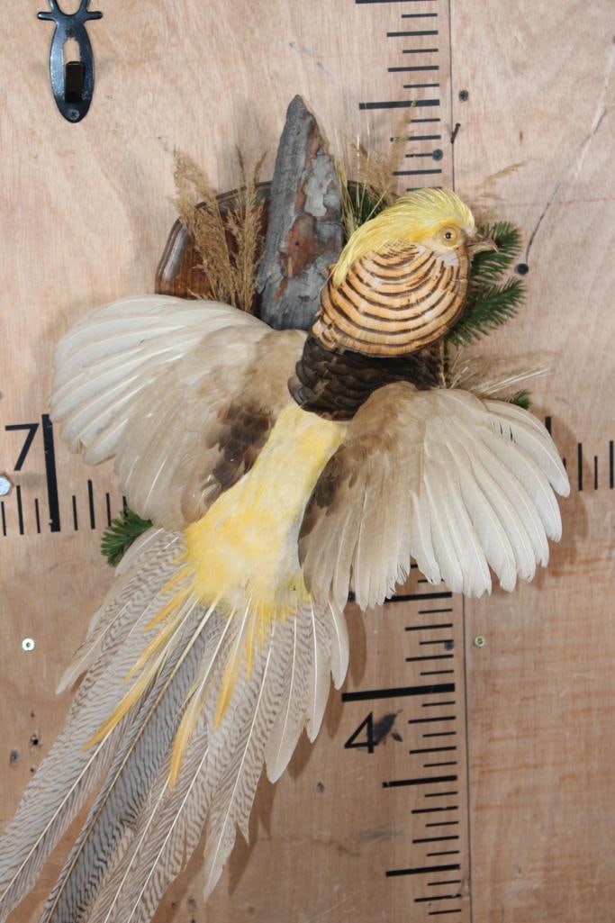 Flying GOLDEN PHEASANT - 2