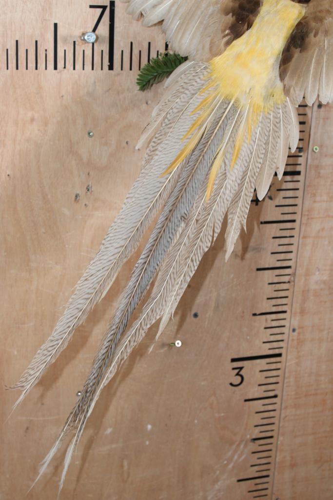 Flying GOLDEN PHEASANT - 3