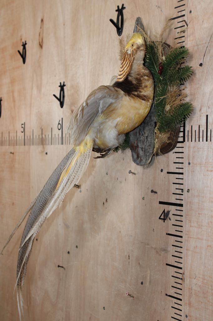 Flying GOLDEN PHEASANT - 4