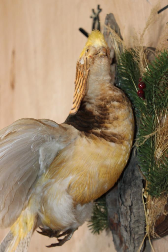 Flying GOLDEN PHEASANT - 5