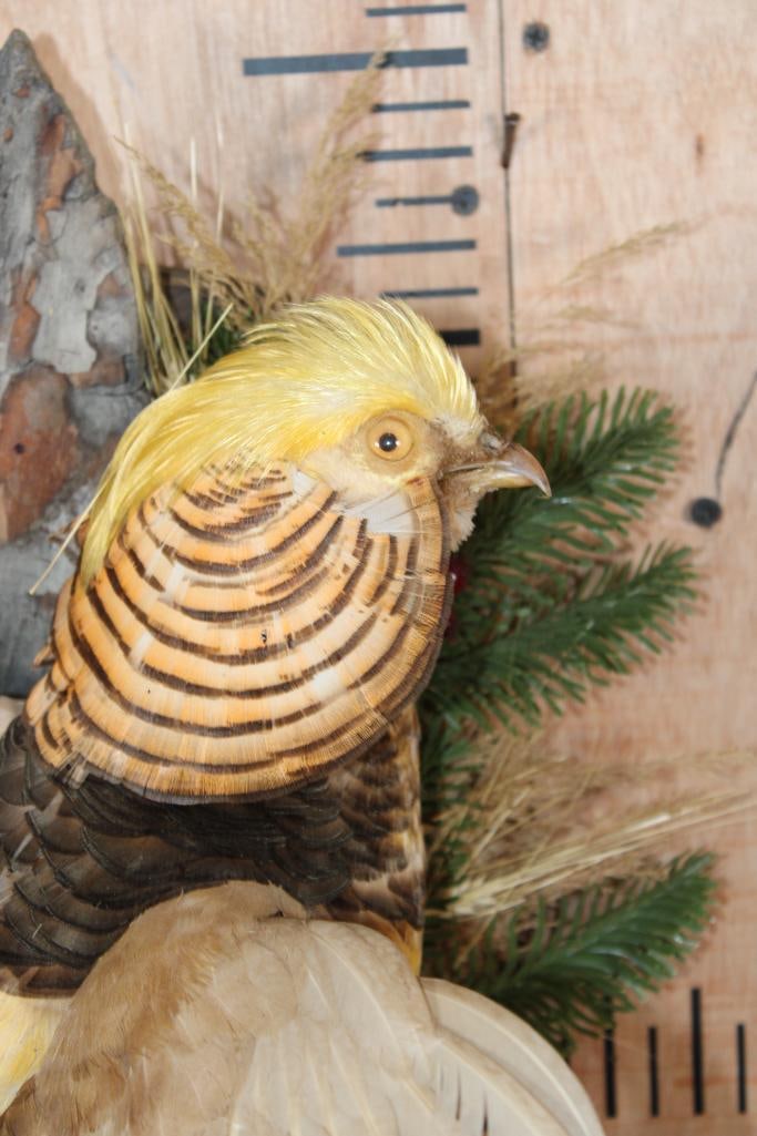 Flying GOLDEN PHEASANT - 6