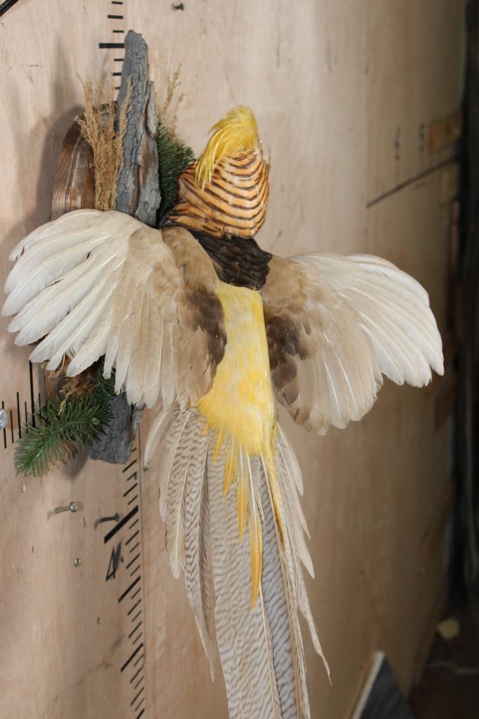 Flying GOLDEN PHEASANT - 7