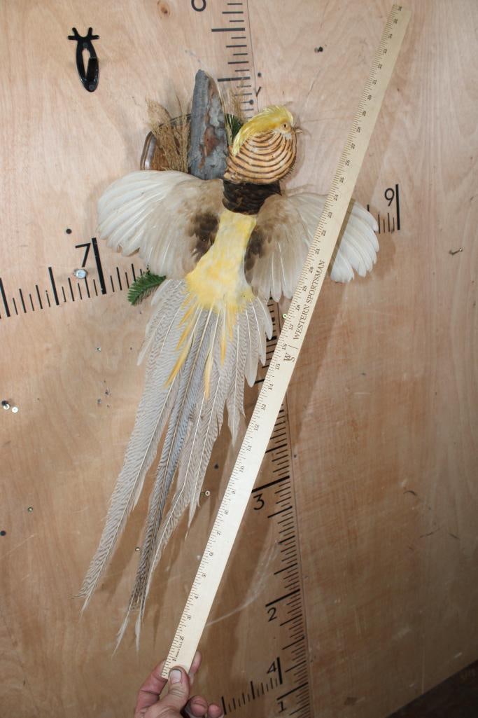 Flying GOLDEN PHEASANT - 8