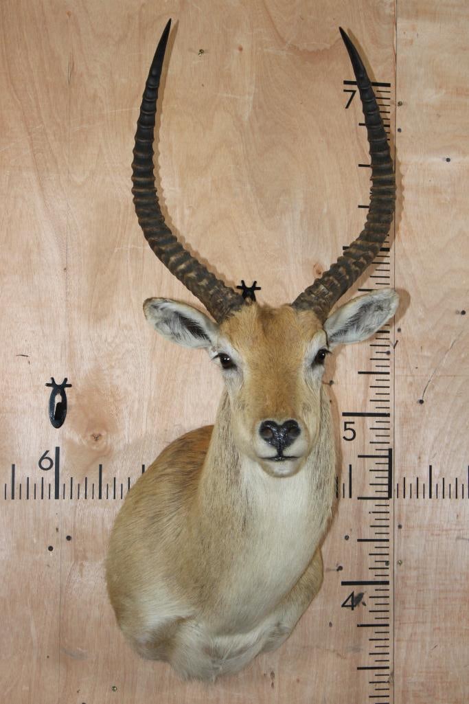 *TEXAS RESIDENTS ONLY* RED LECHWE Shoulder Mount: *TEXAS RESIDENTS ONLY*! Very Nice, Newer, and Clean RED LECHWE Shoulder Mount. The Left Horn measures 24 7/8" Long and the Right Horn measures 25" Long. It is in Good Condition. TAXIDERMY *Texas