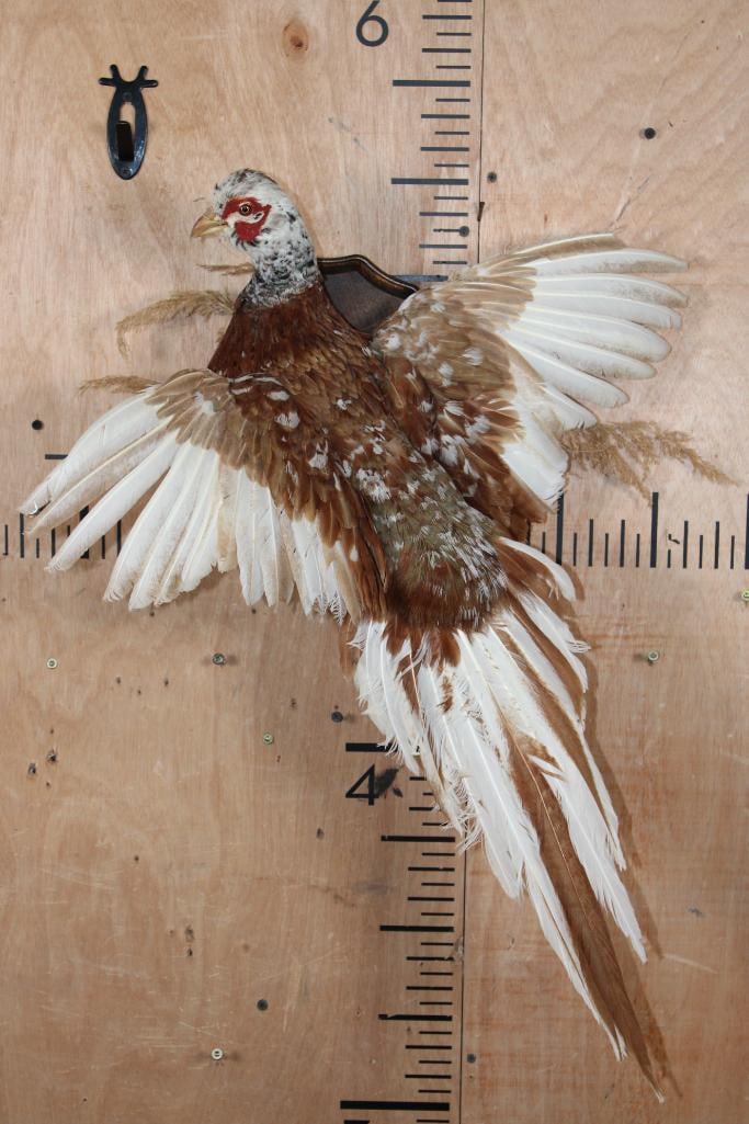 Flying ALASKAN SNOW PHEASANT on a Wall Plaque: *Rarely Seen* Life-sized Flying ALASKAN SNOW PHEASANT on a Wall Plaque. TAXIDERMY BIRDS 
